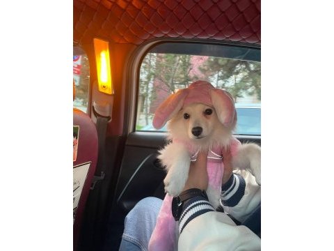 Pomeranian uslu spitz