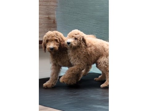Dev labradoodle yavrular sağlıklı mikroçipli faturalı