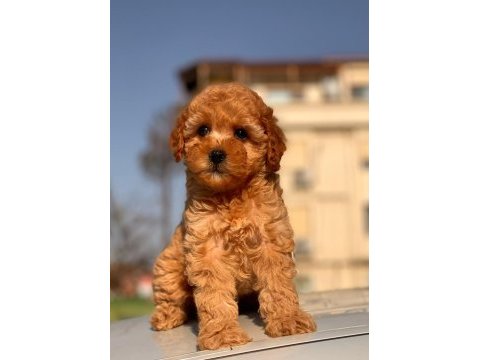 Red toy poodle yavrular