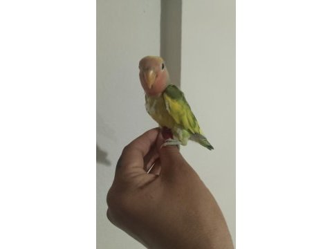 Acil sevda papağanı