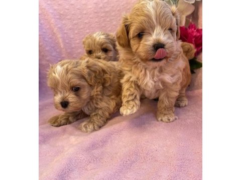 Maltipoo saf en küçük boy yavrularımız