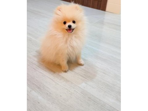 Sevimli pomeranian yavru milky