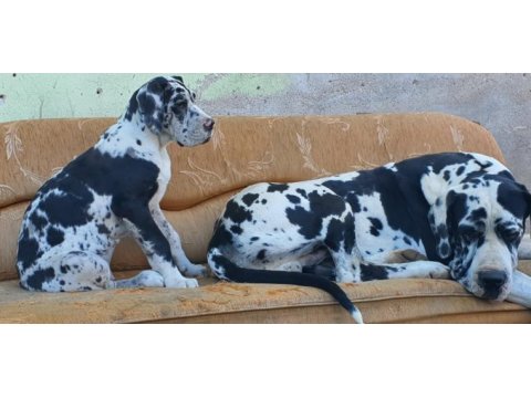 Great dane (danua a secereli)