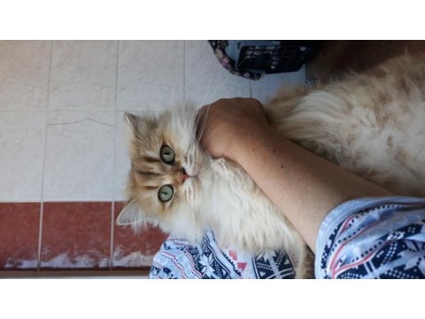 Bal gözlüm british longhair