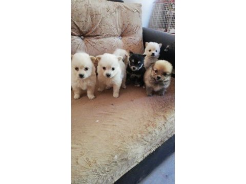Pomeranian boo