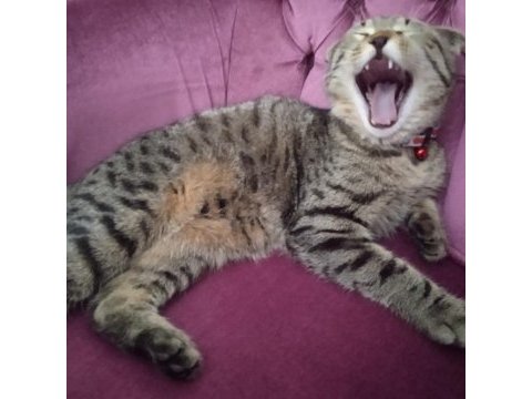 Scottish fold ve norveç orman kedisi melezi