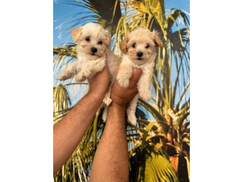 Maltipoo elma şekeri