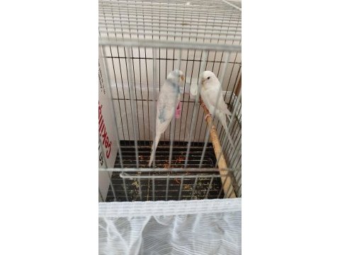 Çift muhabbet kuşu 2 takım komple satılık