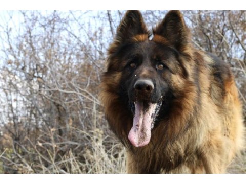 Uzun tüylü şampiyon alman çoban köpeği