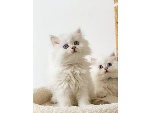 British longhair pamuk sekerler