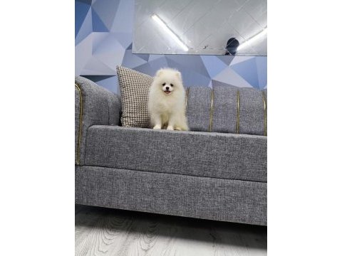 Irk garantili tedybear pomerian boo yavrular
