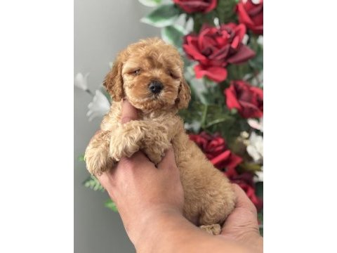 45 günlük toy poodle bebekler
