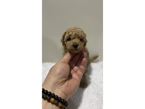 Sıfır numara toy poodle dişi