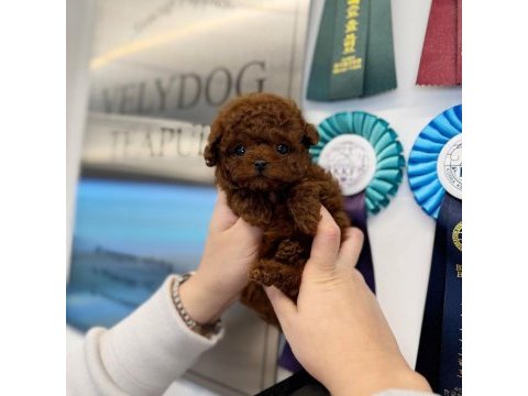 Orjinal toy poodle yavrumuz