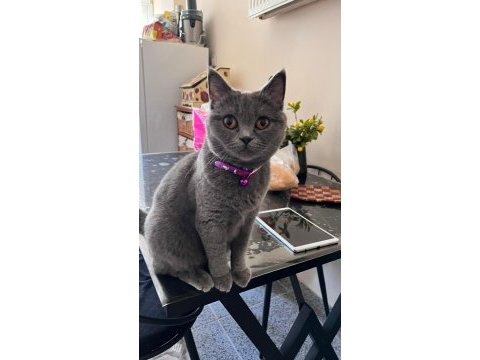British shorthair dişi