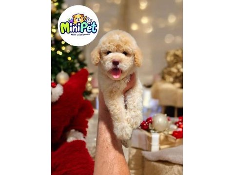 Mini boy toy poodle