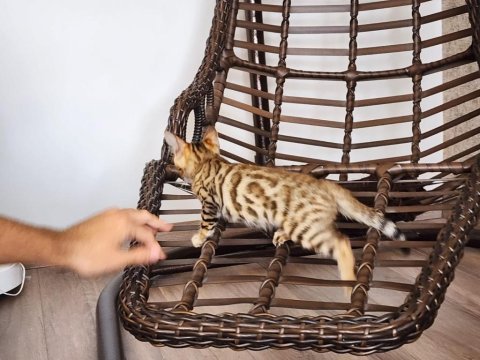 Evinizdeki küçük leoparlar bengal