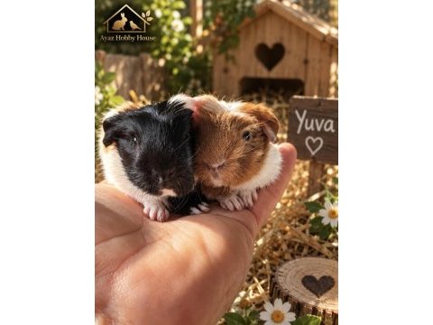 Safkan coronet yavru guinea pig