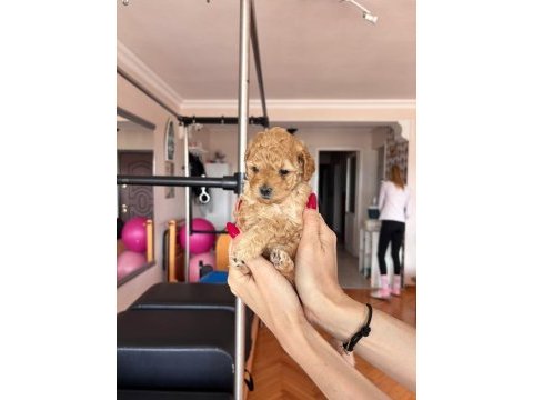 Maltipoo bebeklerim