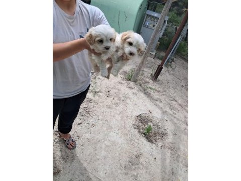 2 aylık malta terrier cinsi 2 erkek