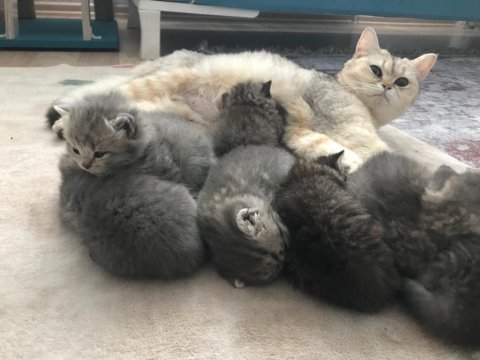 Sahiplendirilecektir british shorthair