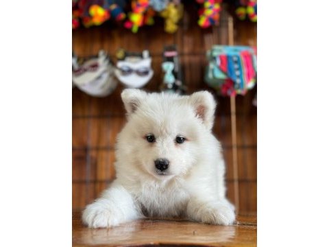 Ayi yavrusu bembeyaz samoyed a kalite ırk