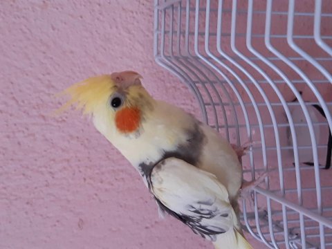 Çift sultan papağanı eşli