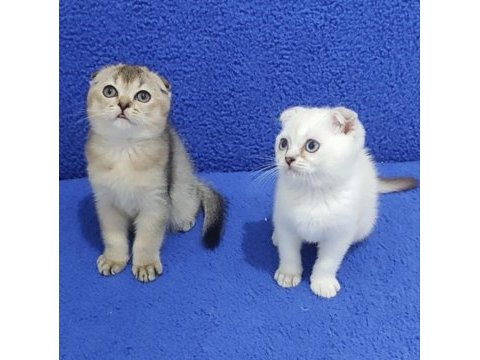 Scottish fold yavrularımız yeni yuvalarını arıyor