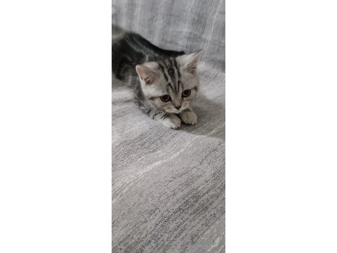 British silver 4 aylık british shorthair