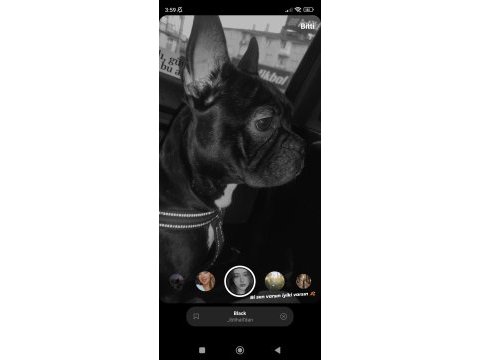 Erkek french bulldog