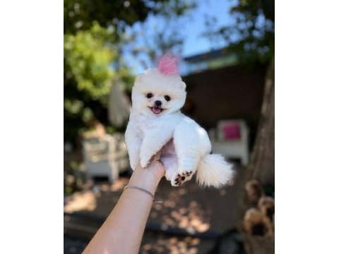 Orjinal pomeranian boo