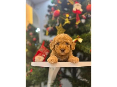 Maltipoo bebeğim