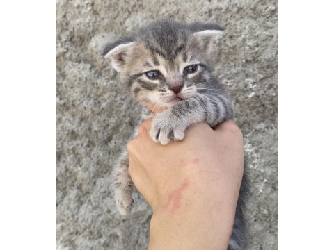 Acil sahiplendirme scottish fold yavru
