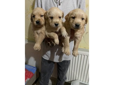 Baby face yavrular golden retriever