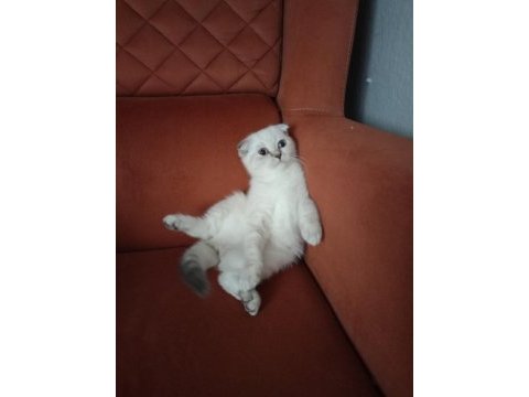 Kırık kulak dişi kedimiz yeni sahibini bekliyor