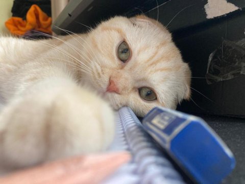 11 aylık kısırlaştırılmamış erkek scottish fold