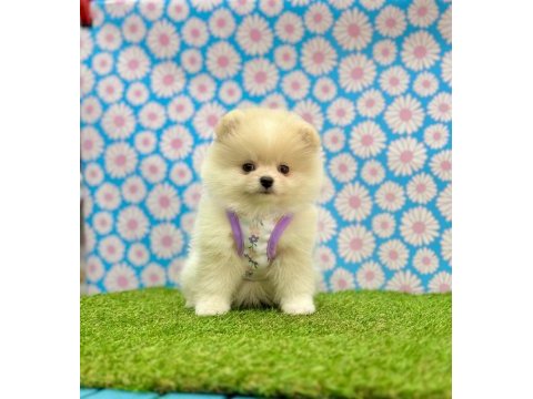 Safkan pomeranian boo bebekler