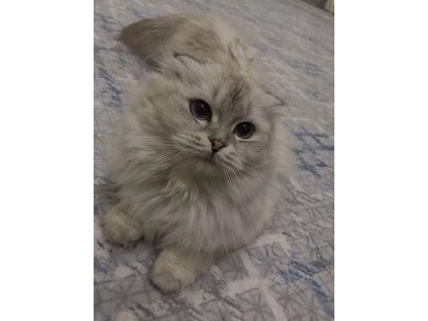 Scottish fold dişi 12 aylık