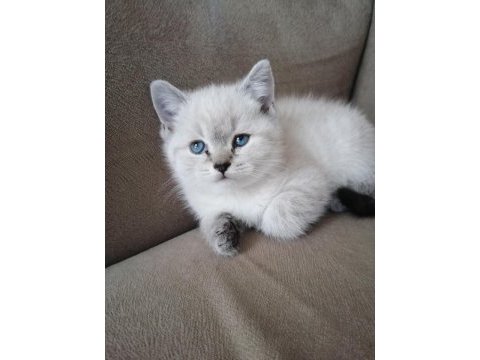 Blue point erkek british shorthair bebekler
