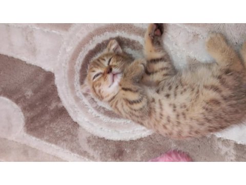 Scottish fold golden tabby