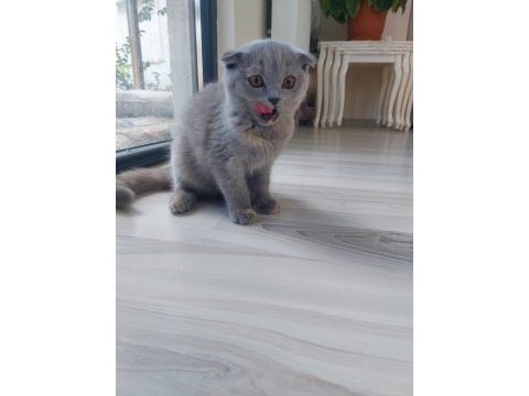 Kehribar gözlü scottish fold kediciklerim