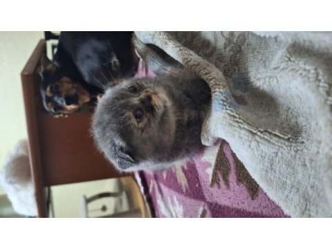 Scottish fold yavrular