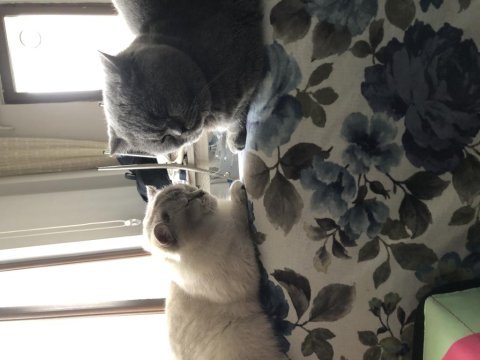 Dişi-erkek çift british shorthair
