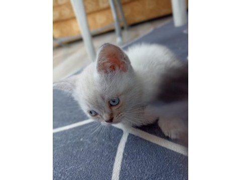 Beyaz british shorthair