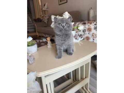 Safkan oyuncu british shorthair patiler