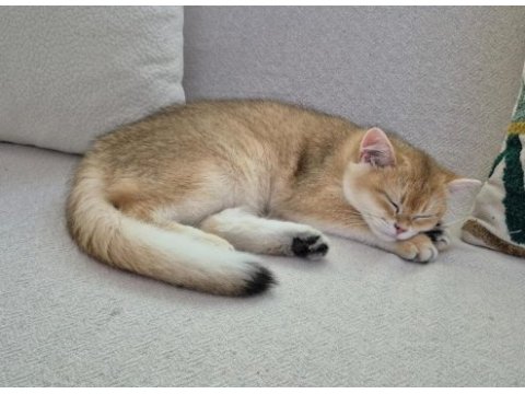 British shorthair dişi kedimiz