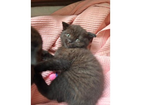 Kocaeli ve çevresi uyguna cins yavrular scottish fold