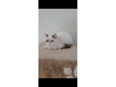 Sevimli minnoş kediler
