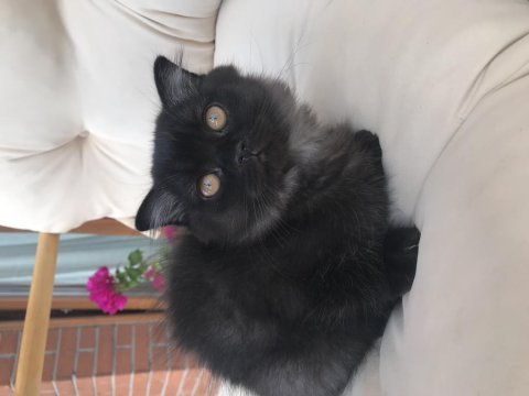 2 erkek bal küpü scottish fold yavrumuza yuva arıyoruz