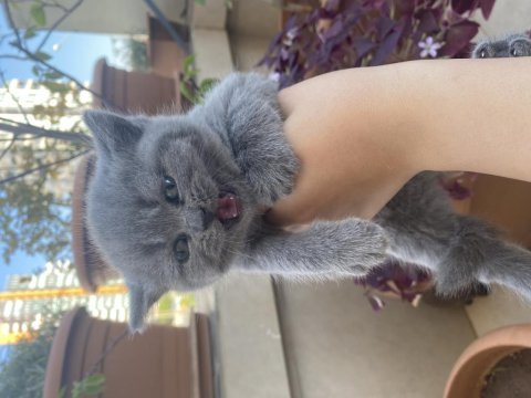 British longhair